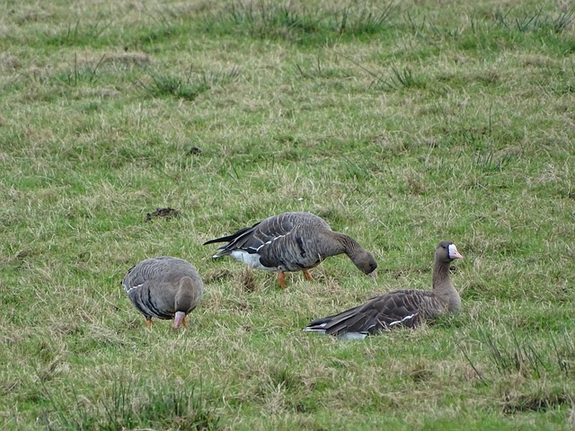 和比赛策略 和比赛策略